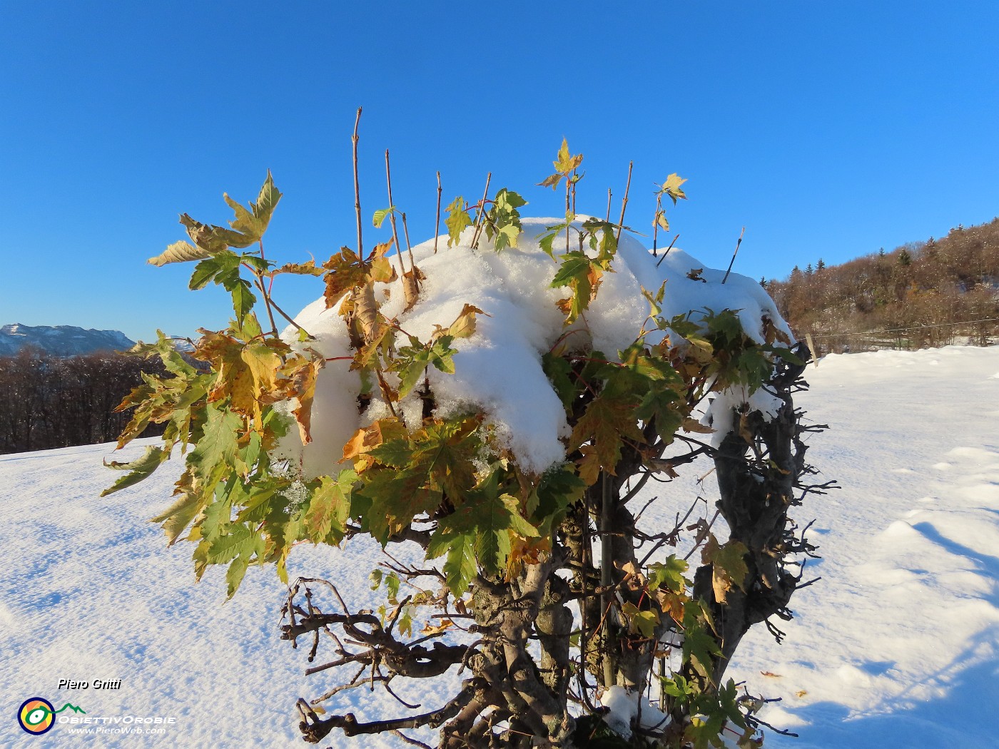 44 Le foglie assalite dalla neve e baciate dal sole.JPG